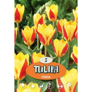 Tulipano Kaufmanniana Stresa giallo-rosso in aiuola, fiori primaverili resistenti al freddo per giardino e vaso.