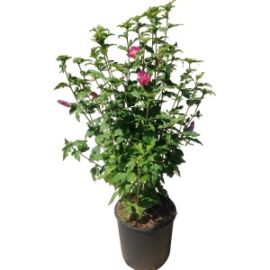 Ibisco Altea (Ibisco) in vaso con fiori rosa e foglie verdi.