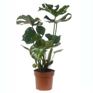 Monstera da interno in vaso, foglie verdi.