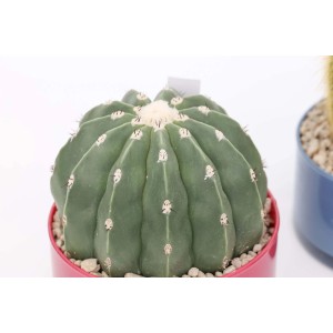 Cactus sferico in vaso rosso, pianta grassa.
