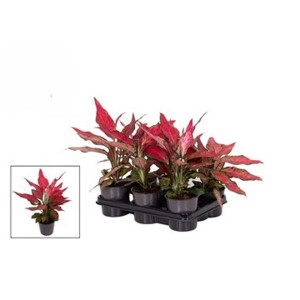 Diverse piante da interno t.b.t. con foglie rosse in vaso.