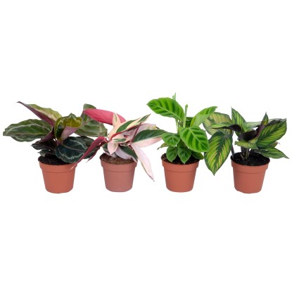 Calathea crocata vaso Ø 9 cm