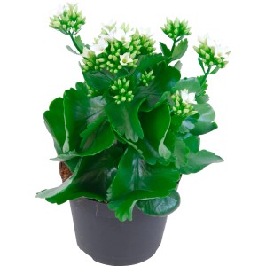 Kalanchoe blossfeldiana bianca in vaso, Calancola con foglie verdi e fiori bianchi.