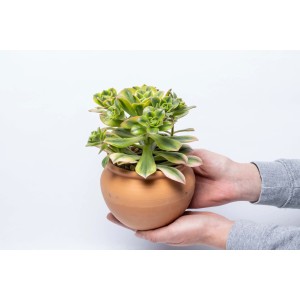 Succulenta t.b.t. verde in vaso di terracotta, tenuta in mano.