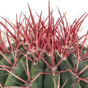 Primo piano di un cactus verde con spine rosse.