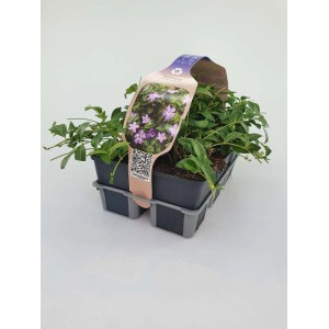 Confezione da 6 di pervinca minore 'Blue' in vaso, Vinca minor, con decorativi fiori blu.