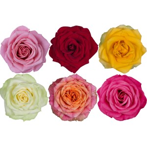 Primi piani di fiori di rosa multicolore come piante fiorite.