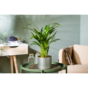 Palma Areca in vaso, altezza 60-80 cm, come pianta d'appartamento su tavolo.