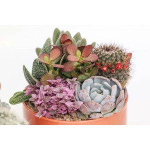 Disposizione di varie piante grasse in vaso. Cactus decorativi e piante succulente.