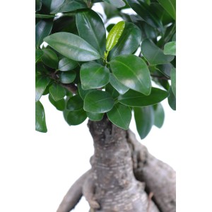 Bonsai Ficus 'Ginseng' con foglie verdi e radici aeree distintive in vaso.