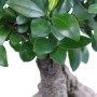 Bonsai Ficus 'Ginseng' con foglie verdi e radici aeree distintive in vaso.