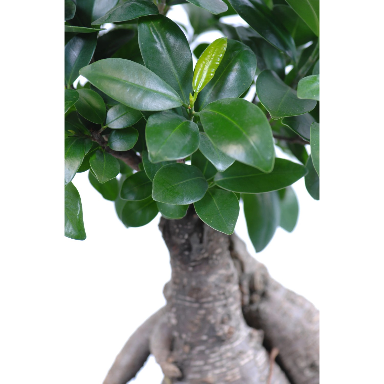 Bonsai Ficus 'Ginseng' con foglie verdi e radici aeree distintive in vaso.