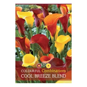 Calla Cool Breeze Blend: Mix di Zantedeschia gialle, rosse e arancioni.