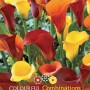 Calla Cool Breeze Blend: Mix di Zantedeschia gialle, rosse e arancioni.