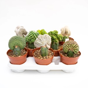 Assortimento di cactus in vaso su un vassoio.