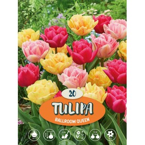 Bulbi di tulipano multicolore 'Ballroom Queen', 20 pezzi per la primavera.