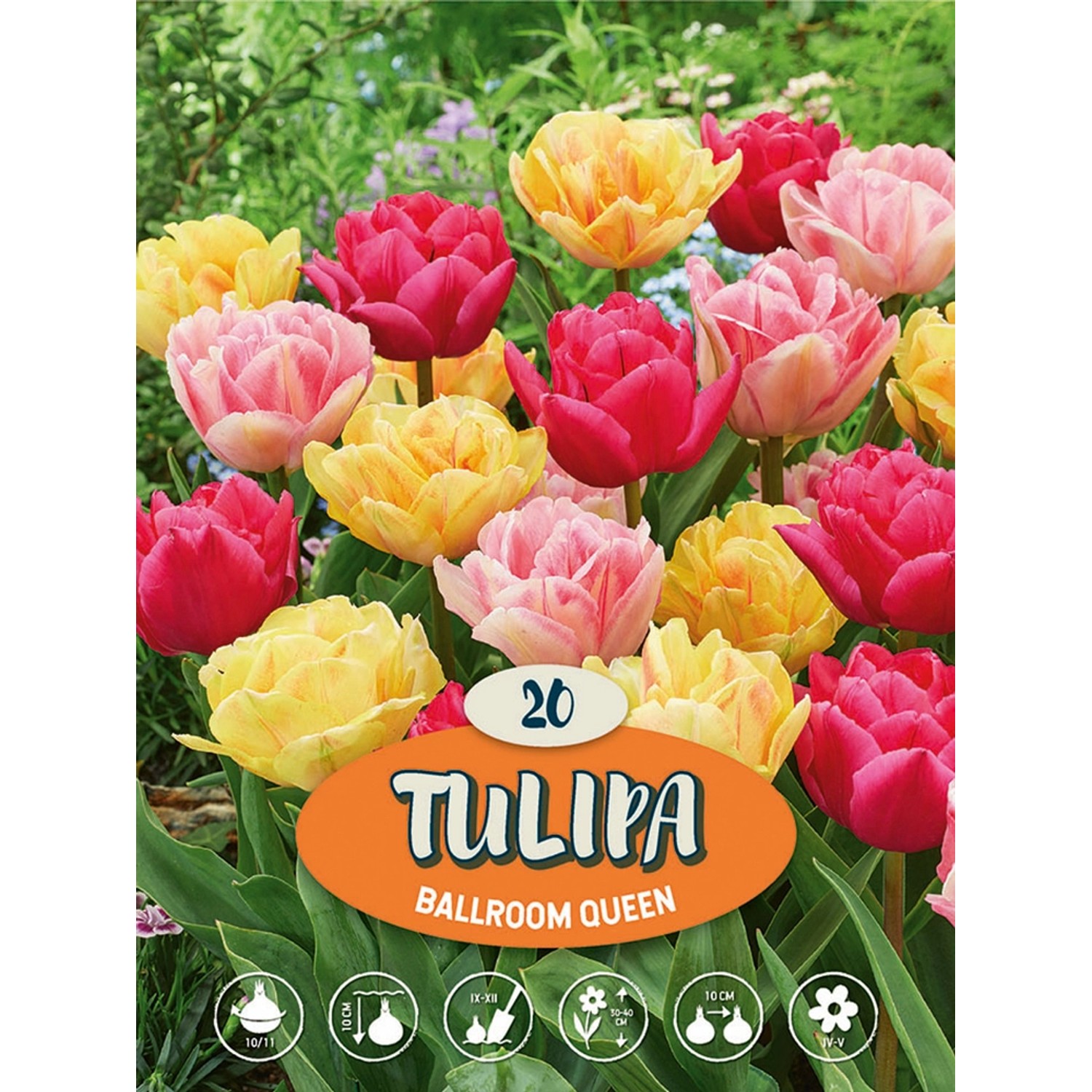 Bulbi di tulipano multicolore 'Ballroom Queen', 20 pezzi per la primavera.