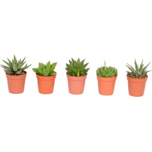 Diverse mini piante grasse Haworthia in vasi da 5,5 cm.