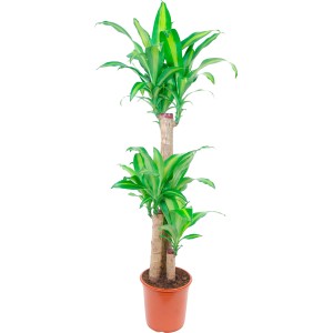 Dracaena Massangeana a 3 fusti in vaso, foglie verdi con strisce gialle.