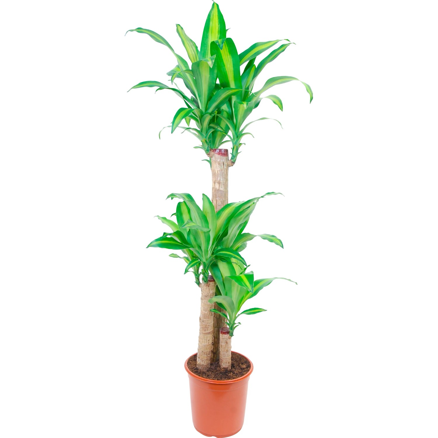 goldfruchtpalme blüten Goldfruchtpalme XL | Dypsis main image 0