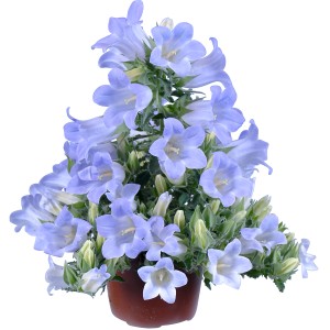 Campanula Mary Mee Blu in vaso, una pianta fiorita decorativa per la casa e il giardino.