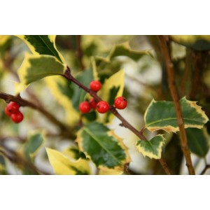 Agrifoglio: Ramo con bacche rosse e foglie verde-gialle.