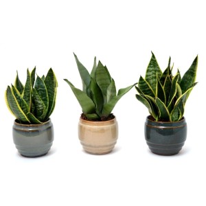 Tre piante grasse (t.b.t.) in vasi di diversi colori.