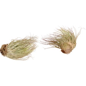 Due piante di Tillandsia Magnusiana con foglie grigie e pelose.