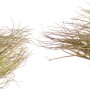 Due piante di Tillandsia Magnusiana con foglie grigie e pelose.
