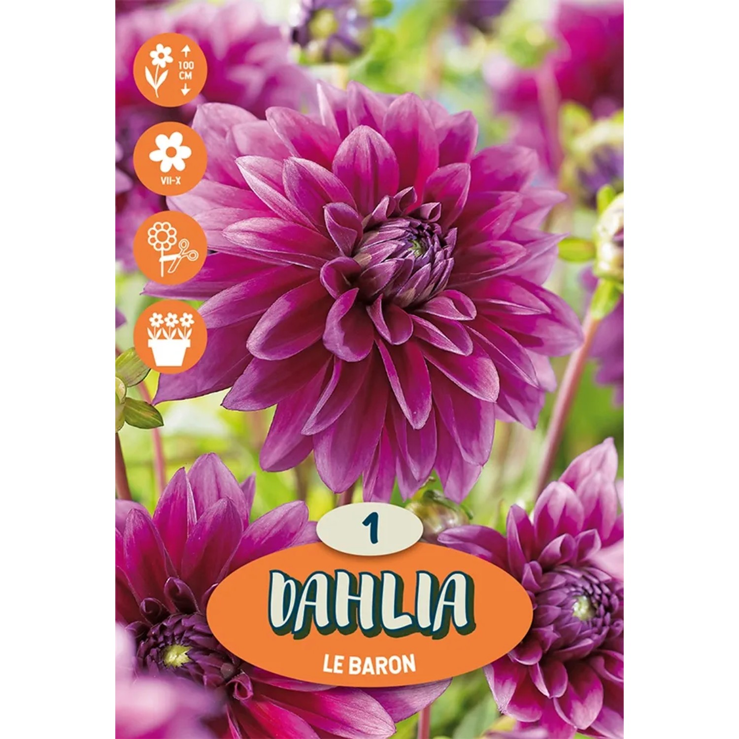 Dalia Thomas Edison viola come bulbo da fiore per aiuole e giardini.