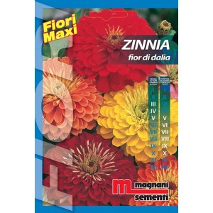 Confezione di semi di zinnia (Zinnia), vari colori. Semi di fiori per il giardino.
