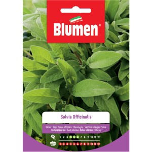 Confezione di semi di salvia (Salvia officinalis) di Blumen. Semi di erbe aromatiche per il giardino.