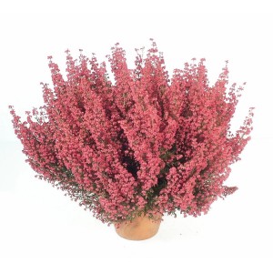 Erica a campanula rossa in vaso, ca. 11 cm Ø, erica per vasi e terrazzi.