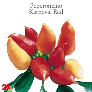 Peperoncino 'Karneval Red': Peperoncini piccanti e colorati per l'orto.