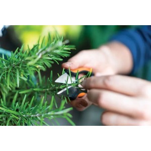 Primo piano: Mani che tagliano erbe aromatiche con le forbici per erbe Fiskars Solid SP220 (nero-arancio).