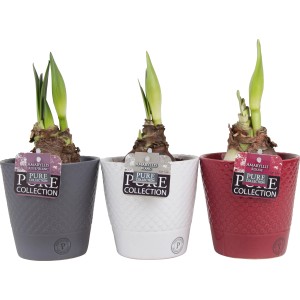 Composizione di Amaryllis in tre vasi di ceramica (grigio, bianco, rosso) con germogli verdi, vaso-Ø ca. 12 cm.