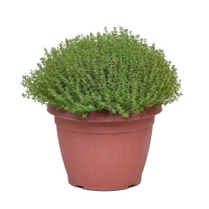 Timo vaso ø 25 cm