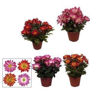 Chrysanthemum Margarita Bicolor Mix Vaso 13 cm