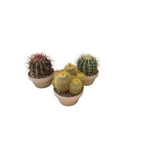 Vari cactus in vaso, mix di piante grasse per interni.