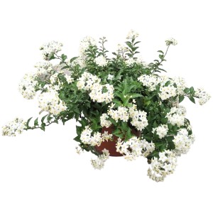 Gelsomino stellato (t.b.t.) in vaso, pianta da balcone e terrazzo fiorita con fiori bianchi.