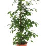 Ficus da interno in vaso con foglie verdi.