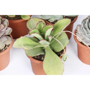 Cactus verde in vaso marrone con bordi fogliari rossastri.