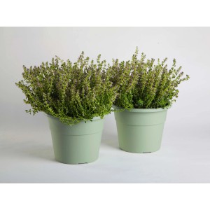 Due piante t.b.t. verdi in vaso, ideali per giardino e balcone.