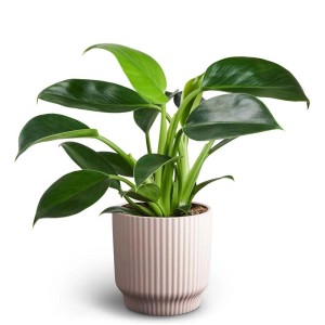 Pianta verde da interno t.b.t. in vaso rosa a coste. Pianta decorativa per interni.