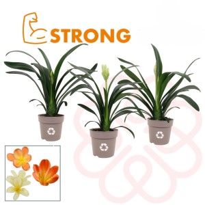 Clivia Miniata Vaso 13 cm