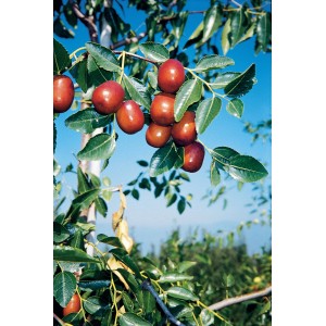 Ramo di albero da frutto t.b.t. con frutti maturi bruno-rossastri e foglie verdi.