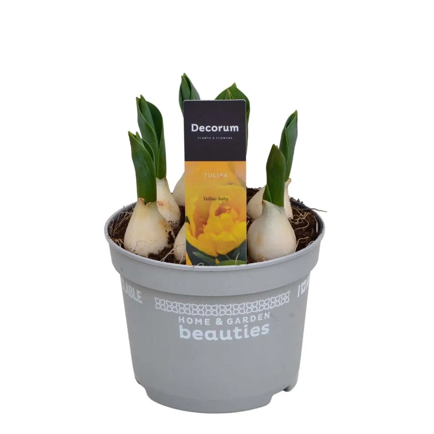 Tulipano giallo 'Yellow Baby' in vaso, una pianta fiorita per la casa e il giardino.