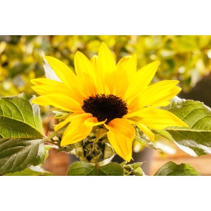 Girasole 'Sunsation Multiflower' in vaso, luminoso e alto circa 35-40 cm.