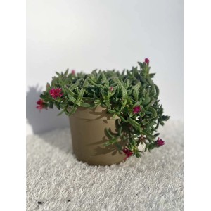 Succulenta t.b.t. fiorita in vaso, pianta da interno per luoghi soleggiati.