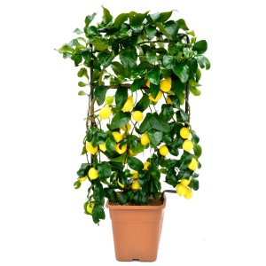Albero di limone in vaso con supporto, frutti gialli e foglie verdi.